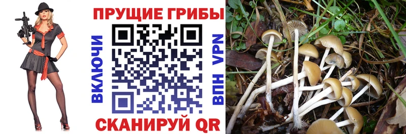 Галлюциногенные грибы прущие грибы  Коломна 